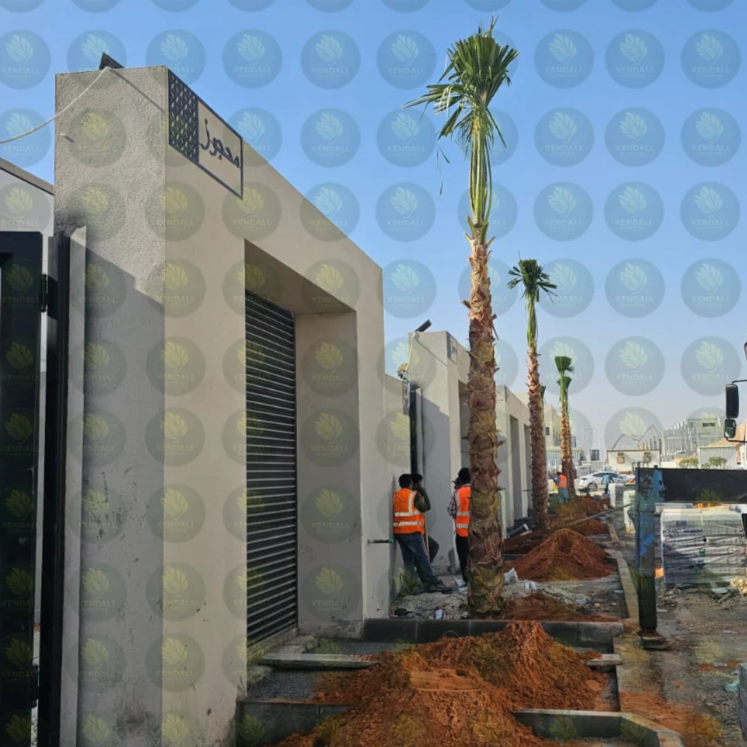 نخيل واشنطني لتشجير الفلل في جدة