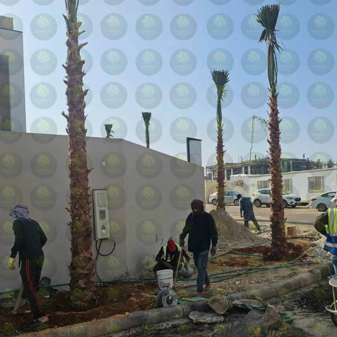 نخيل زينة جاهز للزراعة في الحدائق