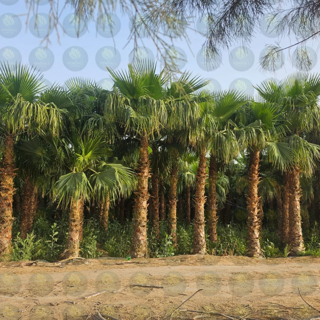 تشجير فلل نخيل واشنطني تنسيق حدائق