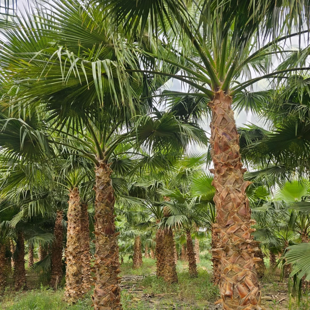 مورد نخيل تنسيق حدائق مشاريع كبيرة