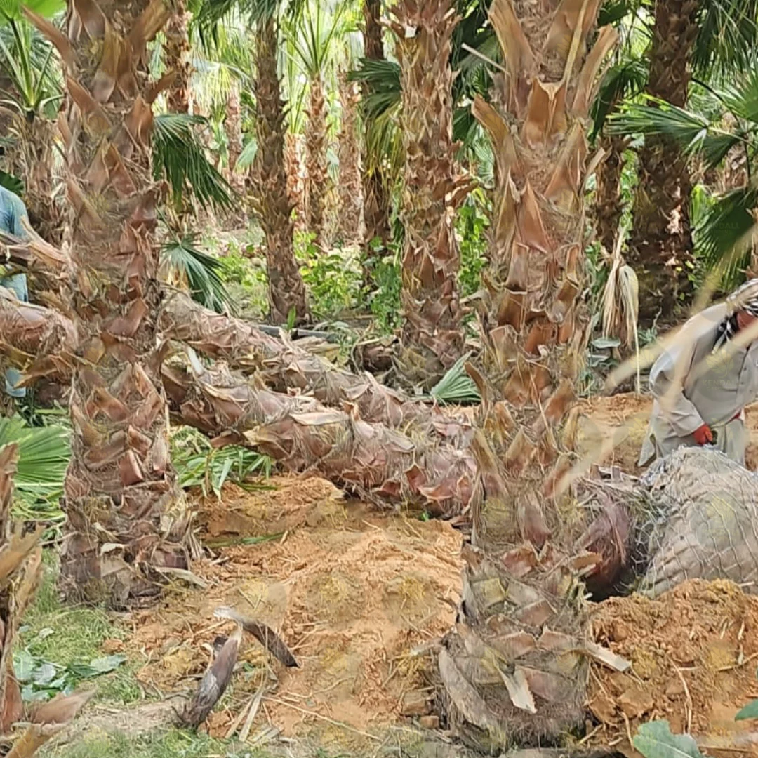 نخيل بالجملة لمشاريع التشجير في جدة