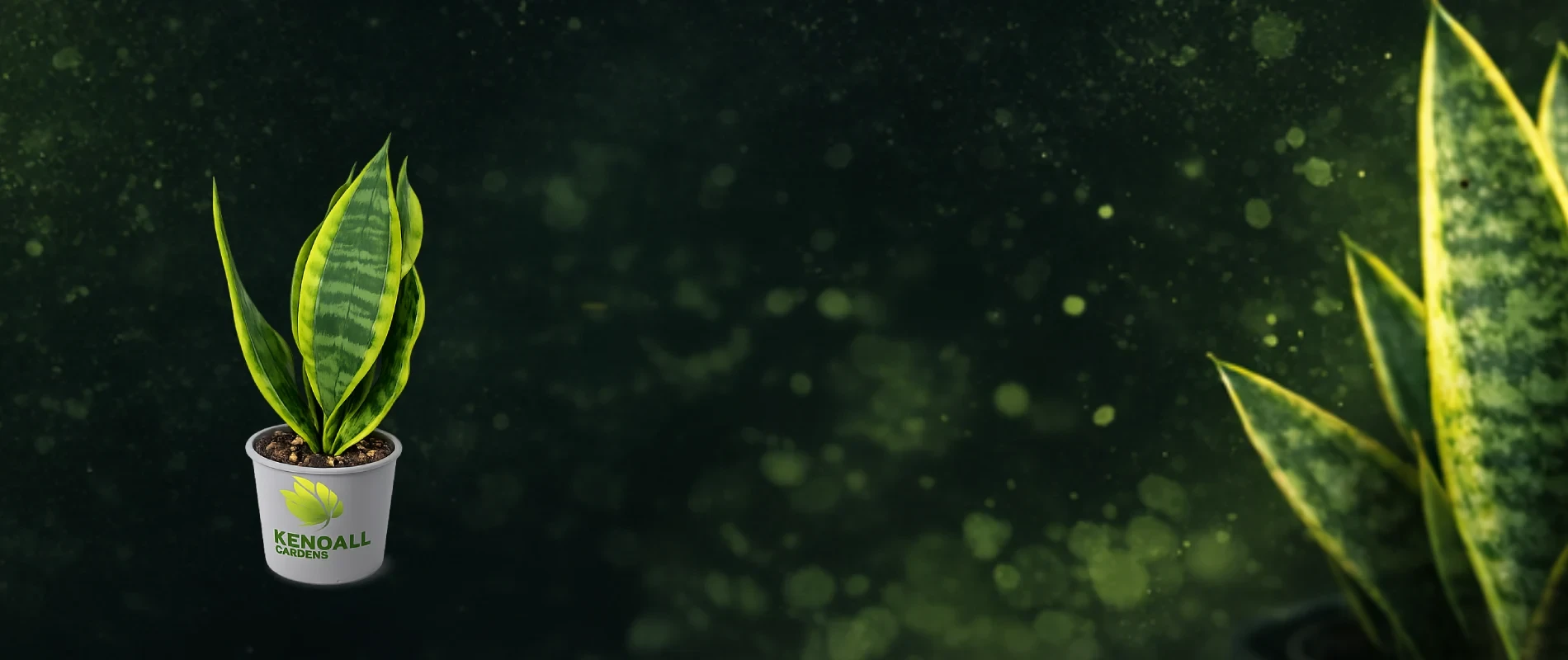 نبات السانسيفيريا