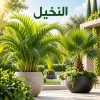 النخيل