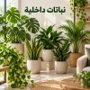 نباتات داخلية