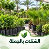الشتلات بالجملة
