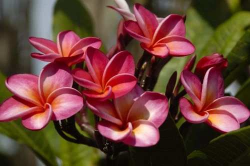 plumeria rubra بلومارية حمراء