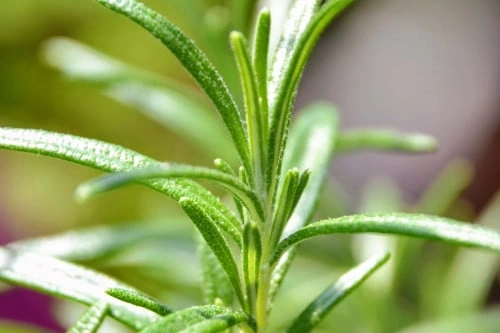 اكليل الجبل