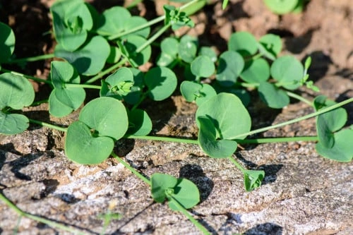 تلفون متسلق