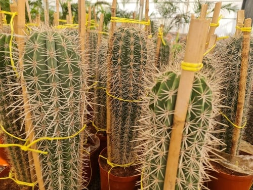 صبار قنفذ طويل Echinopsis Tubiflora