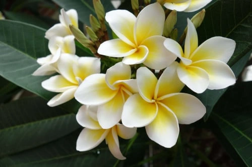 plumeria rubra بلومارية بيضاء