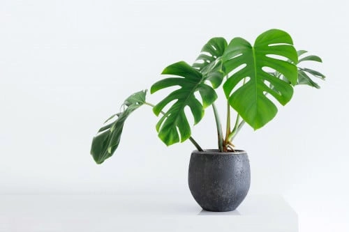 مونستيرا Monstera Deliciosa