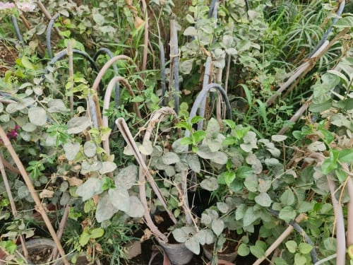 ياسمين تايلندي متسلق مع قوس jasminum Sambac