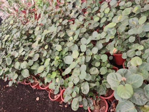 بوليسيا اراليا Polyscias Guifoylei