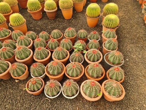 صبار البرميل الذهبي