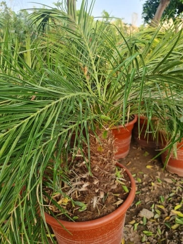  نخيل فونكس روبليني Phoenix Roebelenii 