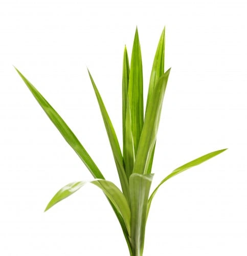 عطره مديني - Limon Gross