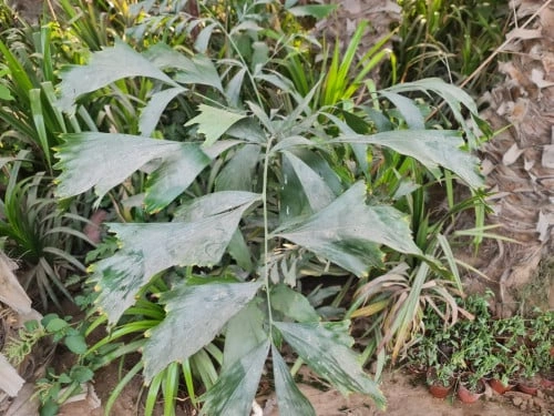 ذيل السمكة Caryota Maxima