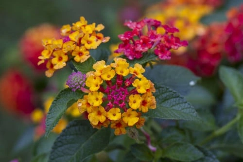 ليلتانا - Lantana flower