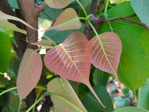 لسان العصفور