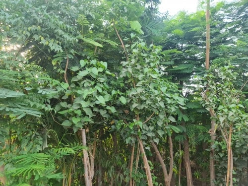 هرناندية نيلوفية الاوراق Hernandia Nymphaeifolia