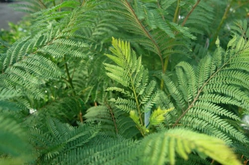 جكرنا Jacaranda