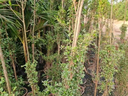 اداليا Adelia - Adelia