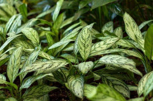 اجلونيما سلفر كوين Aglaonema Silver Qeen