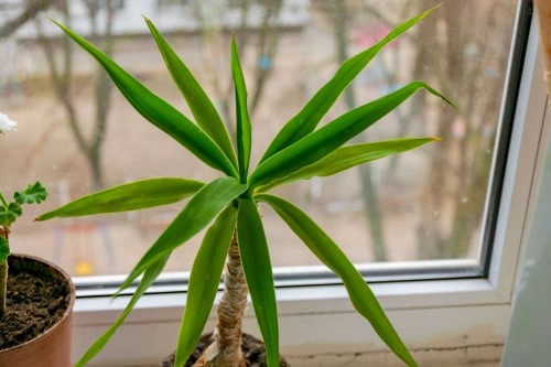  Dracaena درسينا 