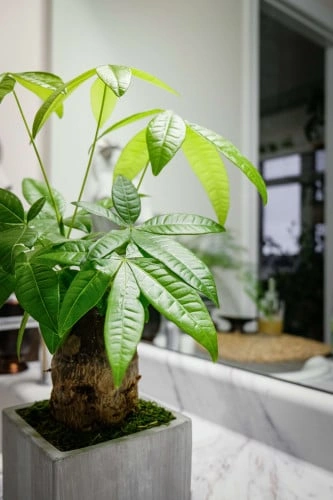  pachira aquatica -شجرة المال 