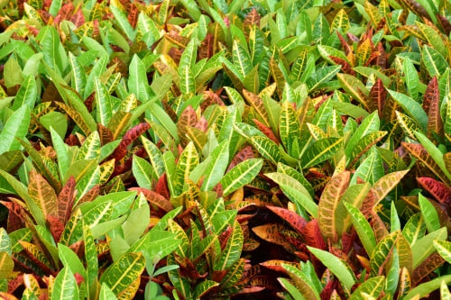 الكوديوم Codiaeum Variegatum Pictum