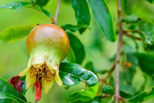 رمان - pomegranate مثمر