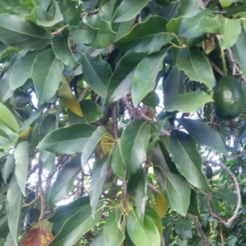 أفوكادو Persea Americana