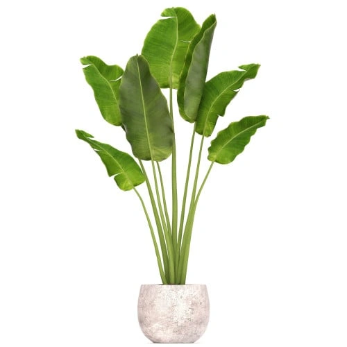 موز كذاب- ريفيناليا