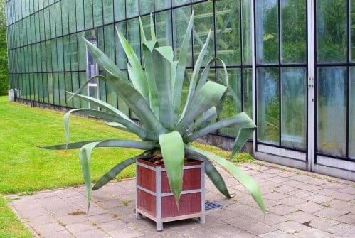 صبار امريكي