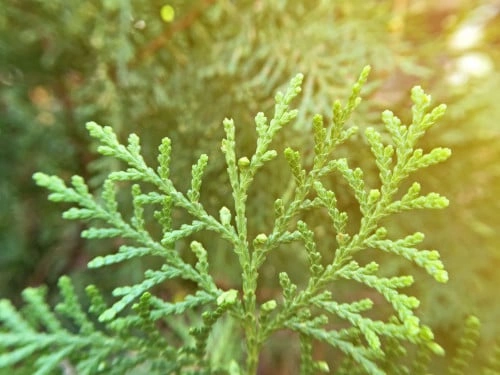 ساروا ايطالي عطري