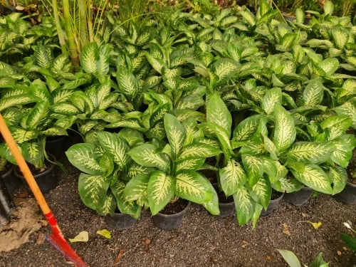 دفنباخية مبرقشة Diffenbachia Seguine