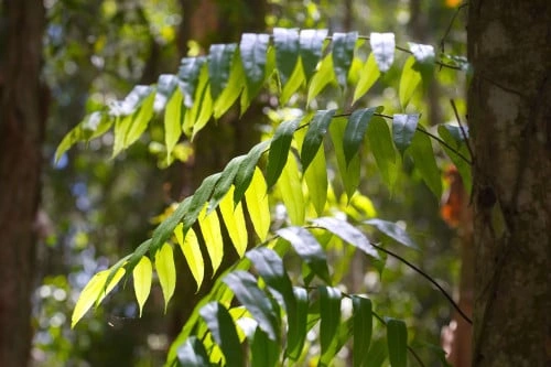 عاشوقة اصلية