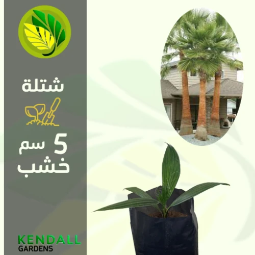  شتله نخيل واشنطني 