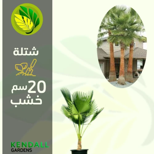  شتله نخل واشنطني 
