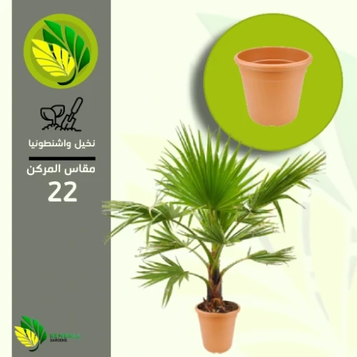 نخل واشنطن