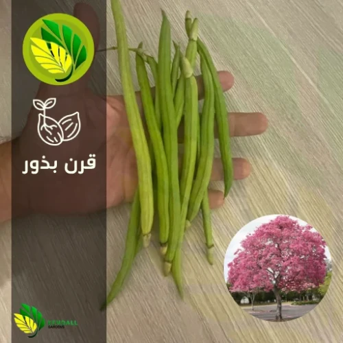  بذور تابوبيا