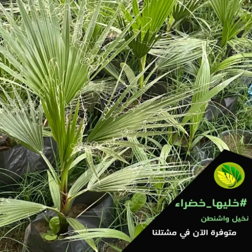نخل واشنطني