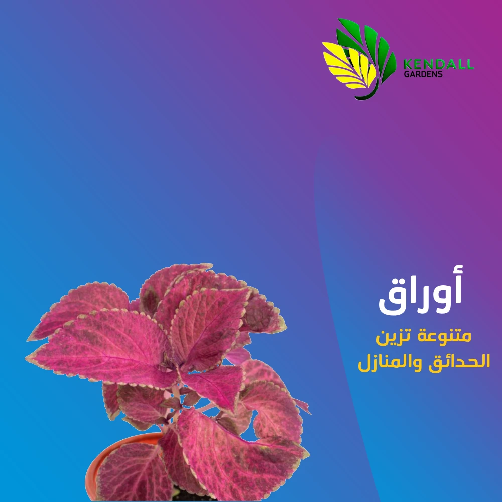  شتله الكوليوس (السجاد) - أحمر 