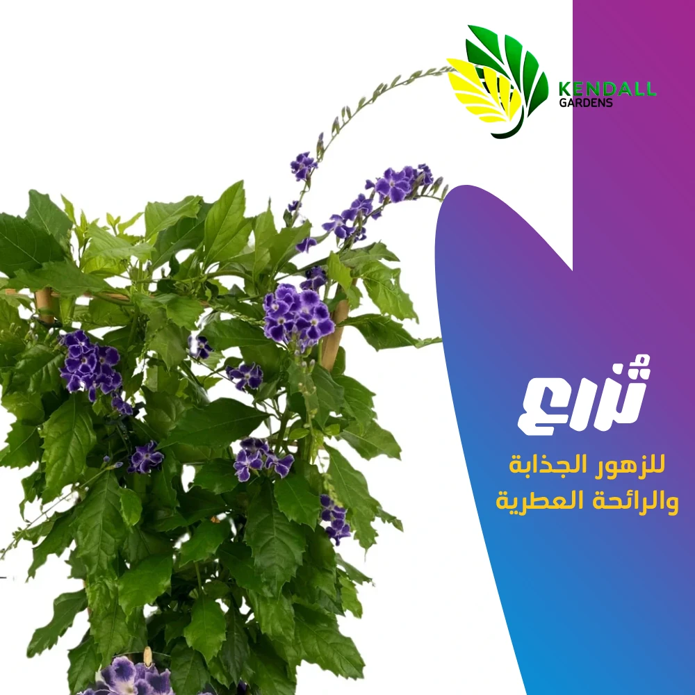  شتله دورانتا 
