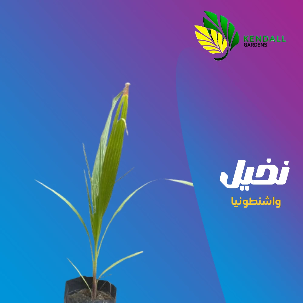  نخل واشنطن