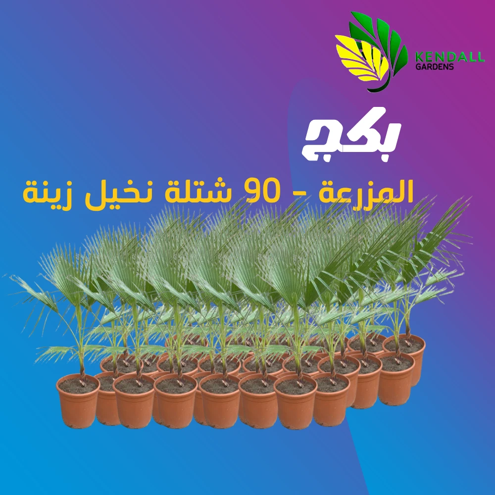  نخيل واشنطونيا