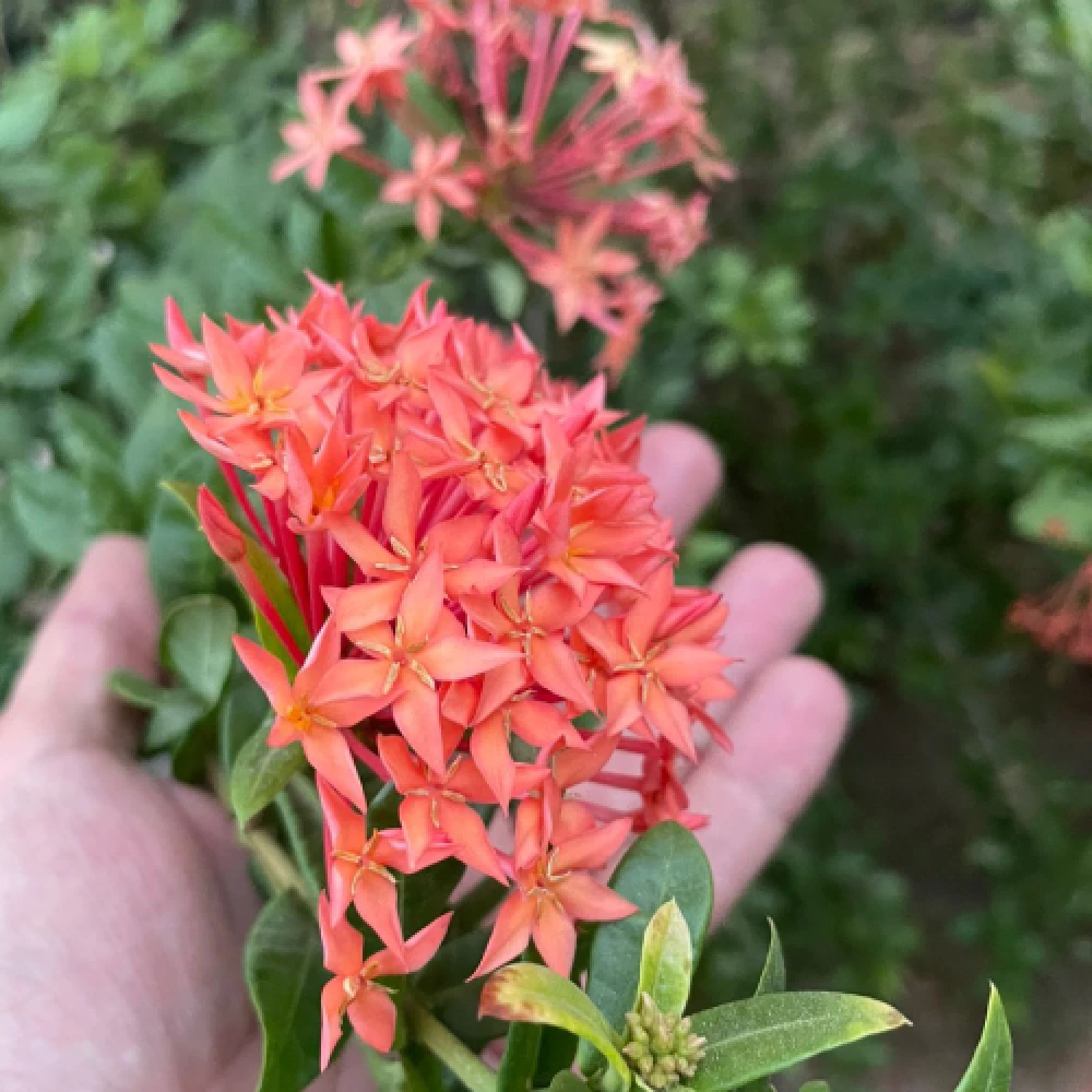اكزورا أحمر - Ixora coccinea-Nana