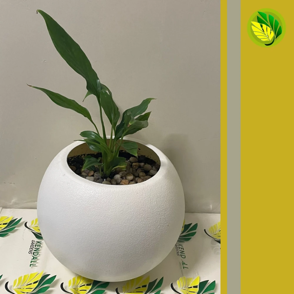  زنبقة السلام