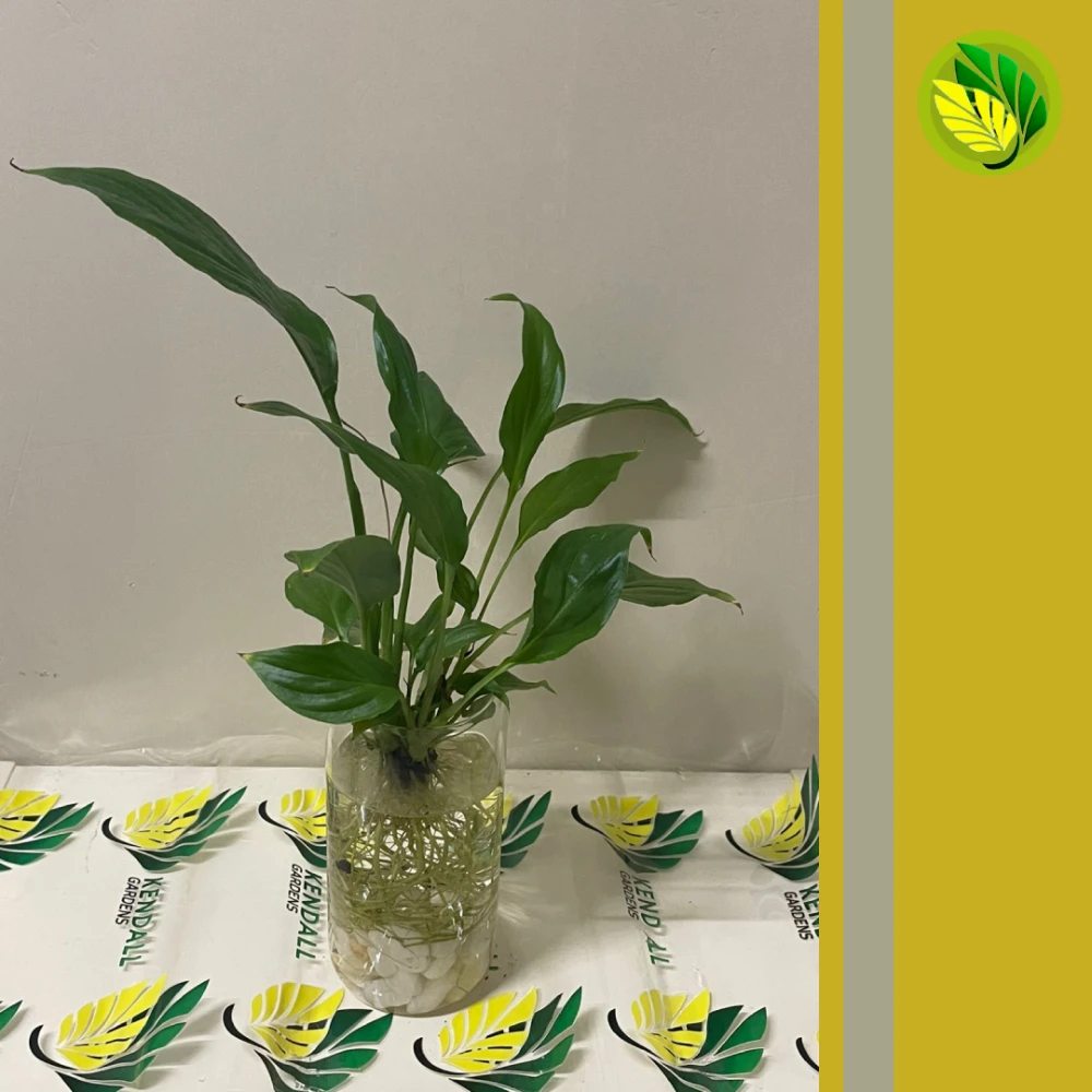  زنبق السلام مائي