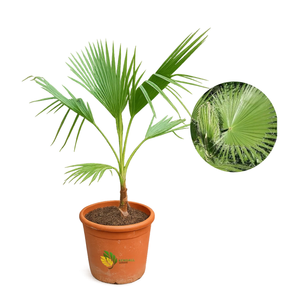  نخل واشنطني